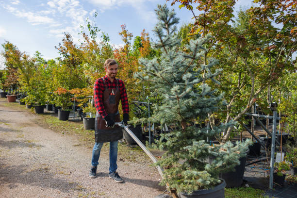 Best Residential Tree Removal  in Cape Neddick, ME